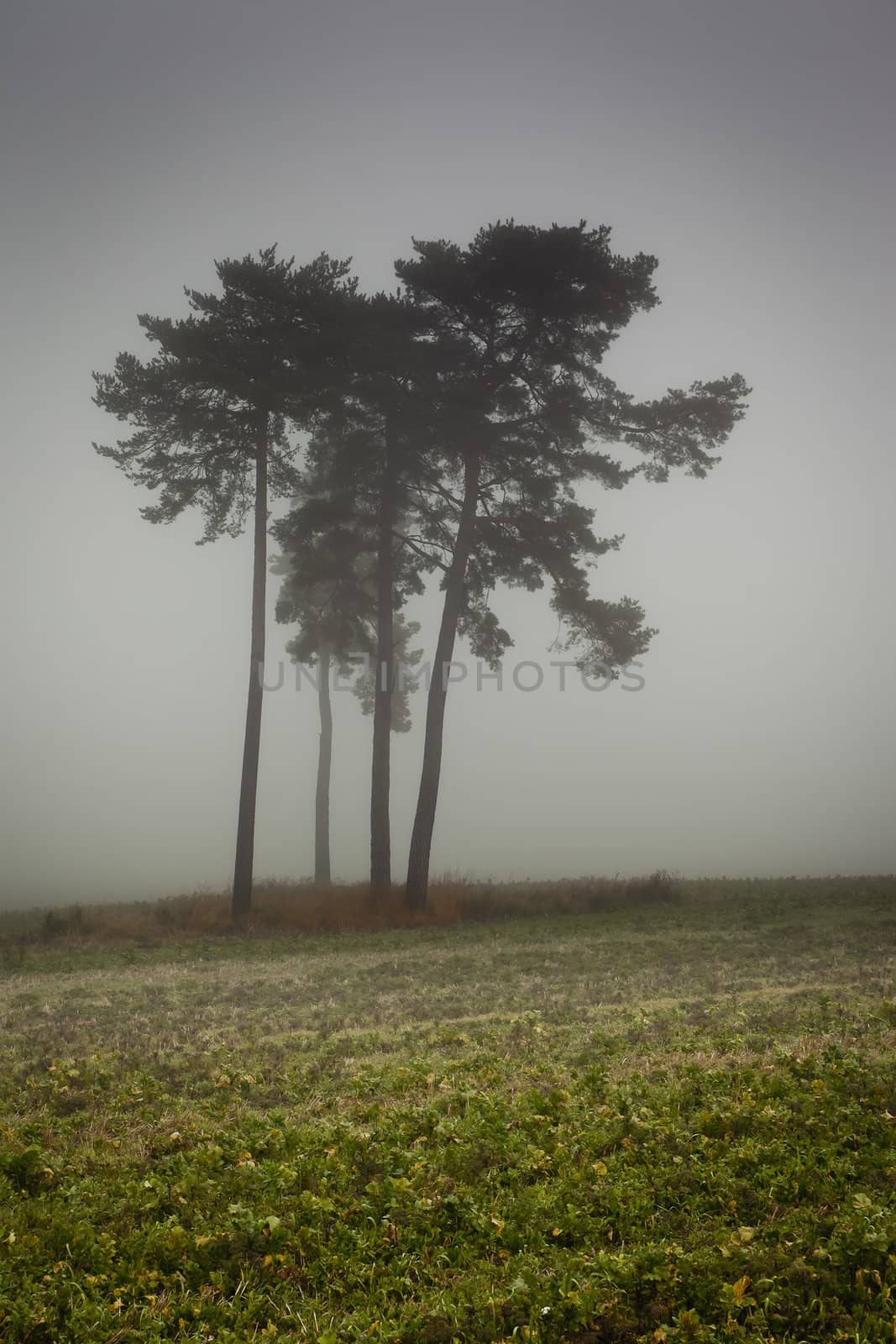 nebel by magann