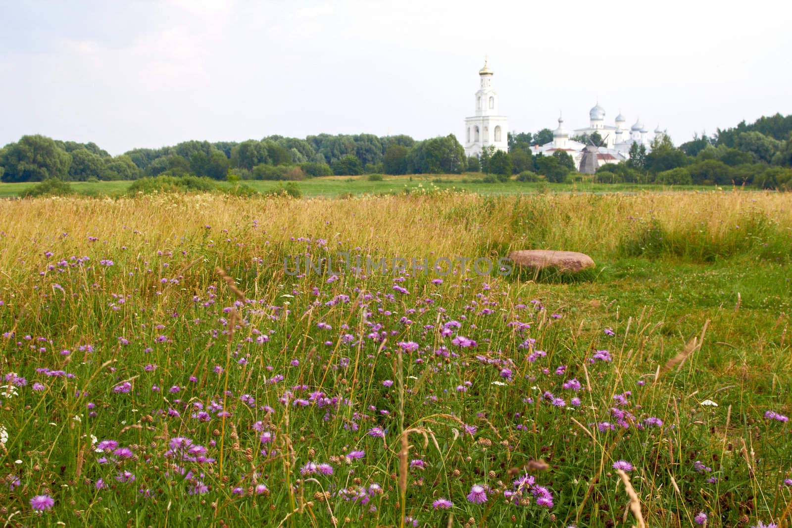 Beautiful Field of pink Flowers with  Orthodox Monastery Church on background. Novgorod, Russia