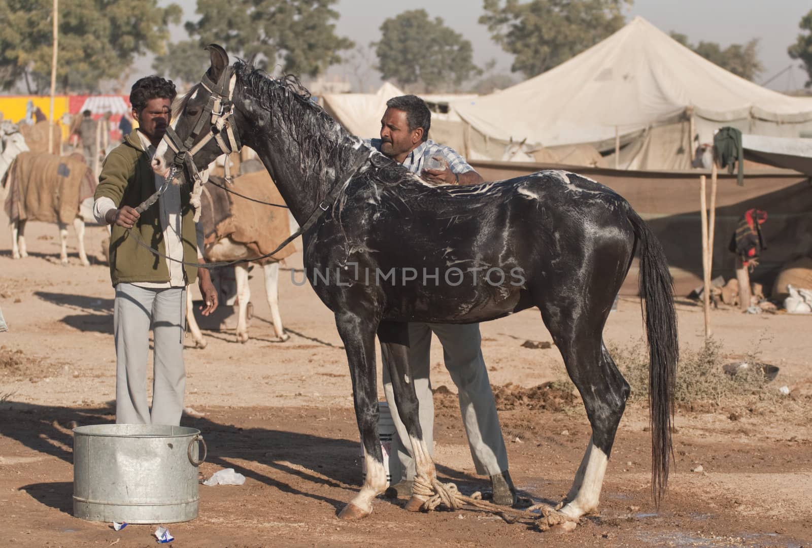 Men washing a Marwari horse at the annual Nagaur Cattle Fair in Rajasthan, India