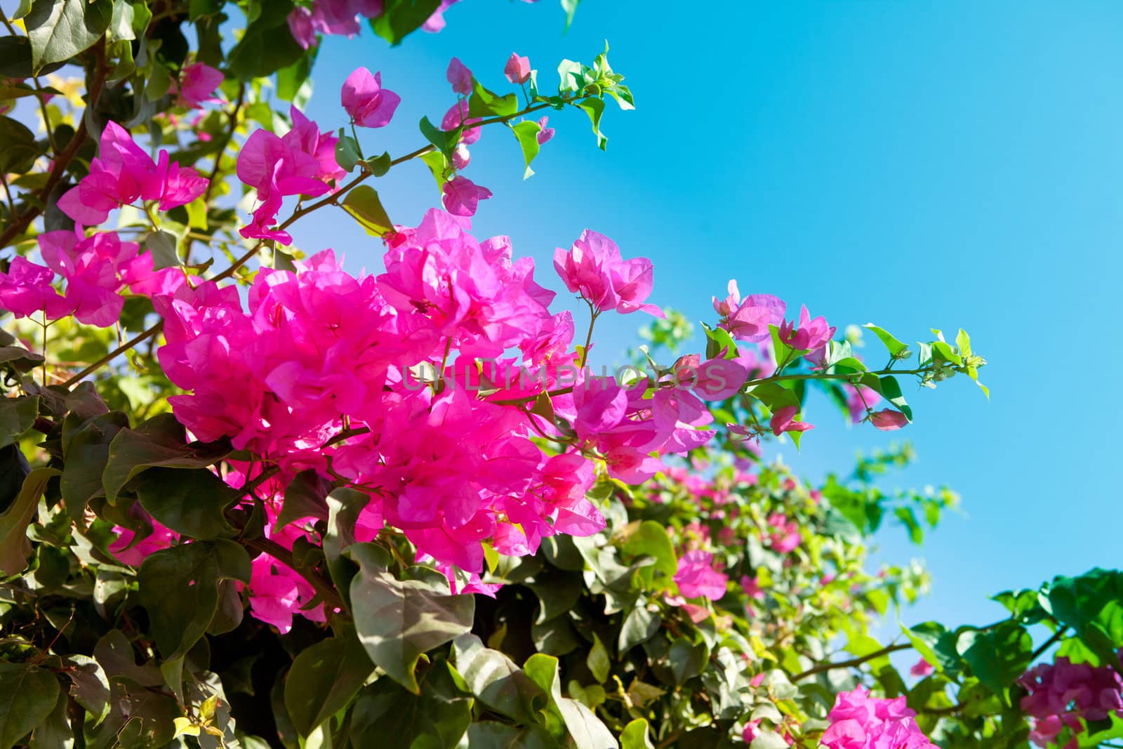 bright tropical flowers and sky