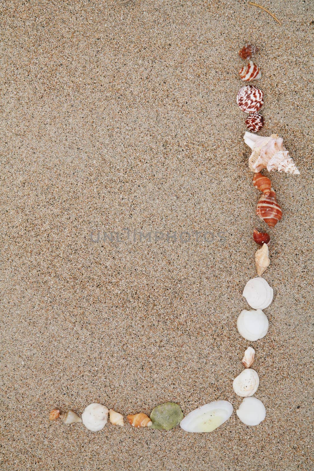 beautiful shells on very nice beach, focus in on the shells (shallow DOF)............