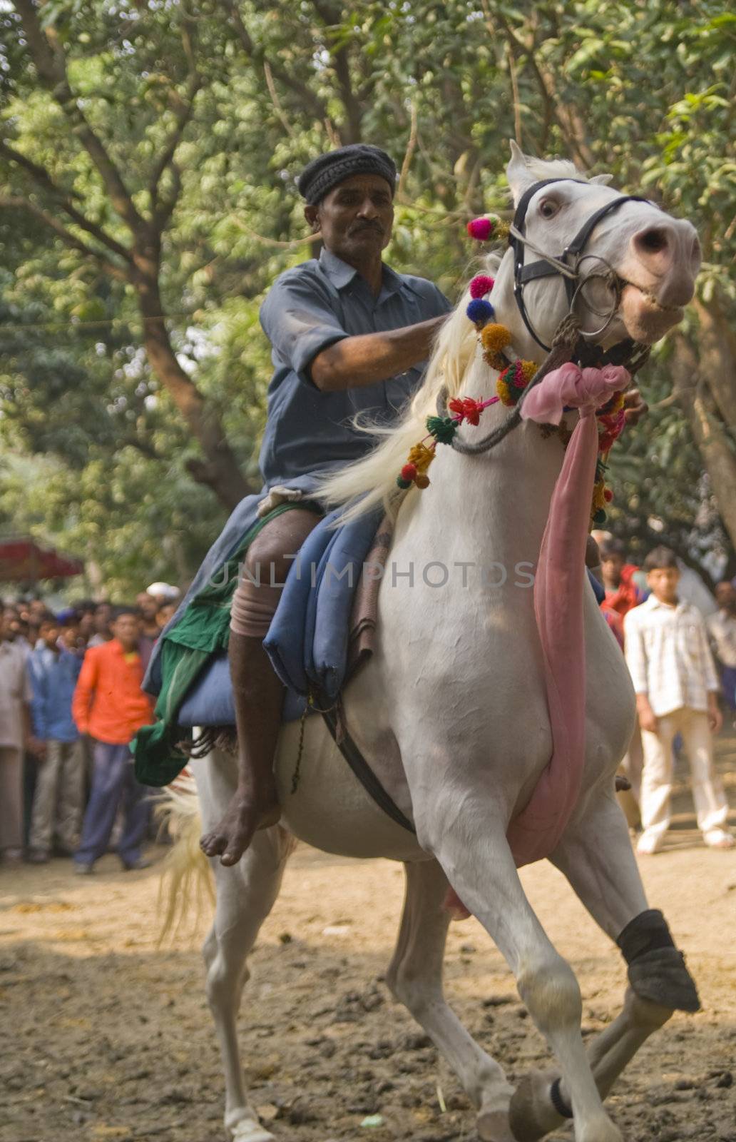 Man test riding horses along a track in the woods at the Sonepur livestock fair in Bihar, India