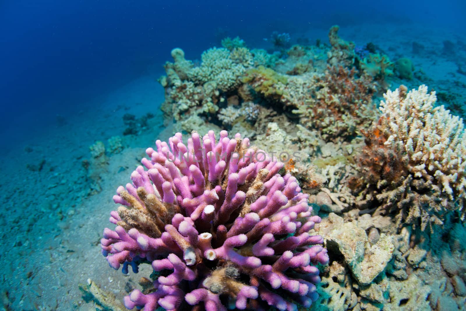 corals in the sea by vsurkov