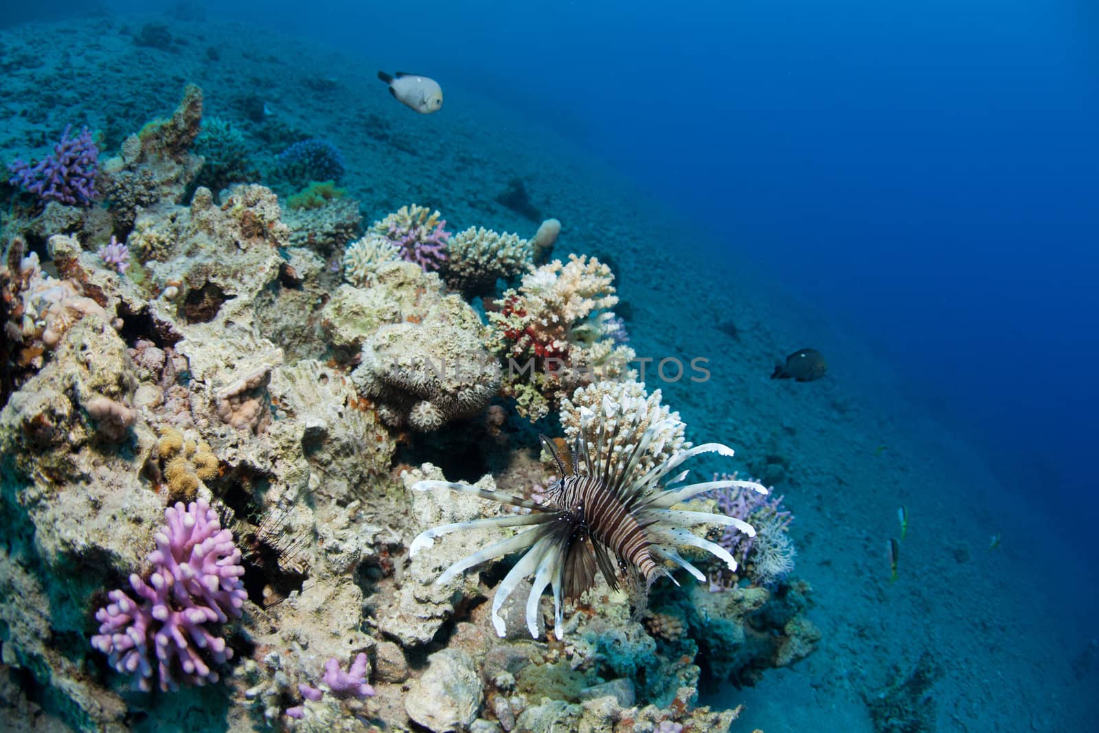 Lionfish and corals in the Red sea