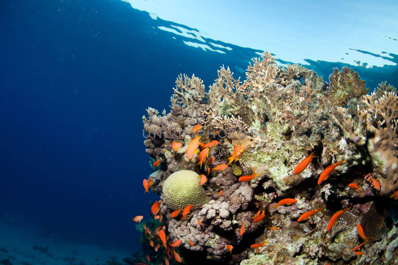 fish and corals in the sea by vsurkov