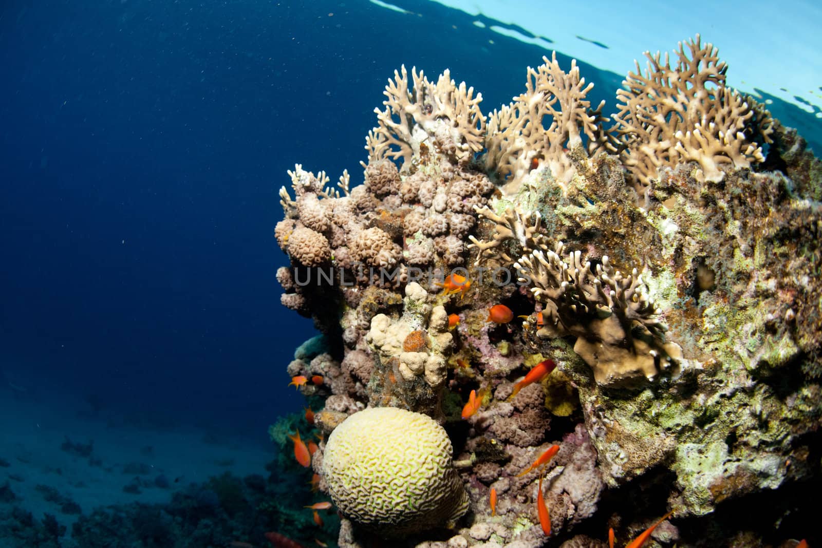 fish and corals in the Red sea