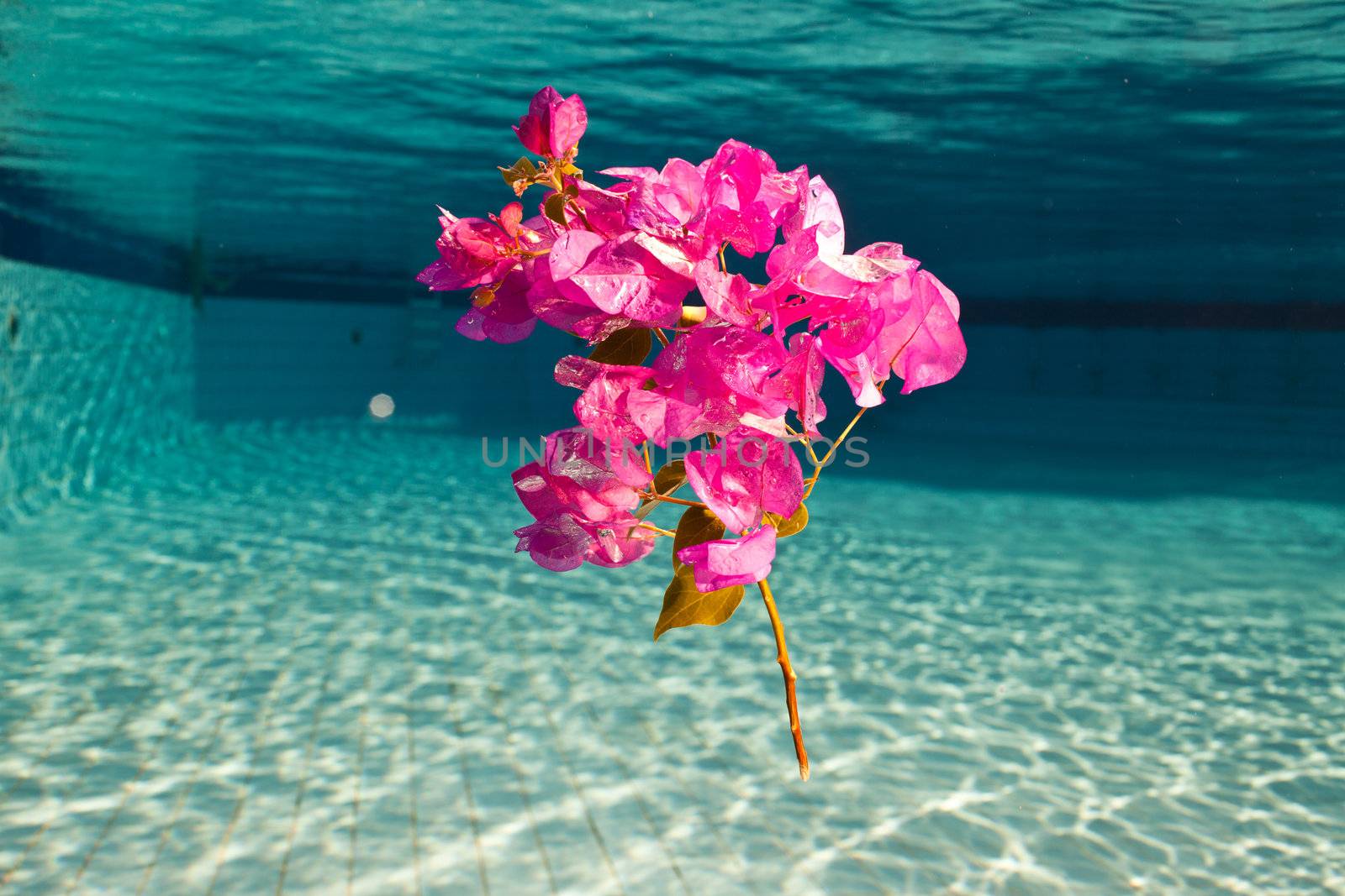 a flower under the water in swimming pool