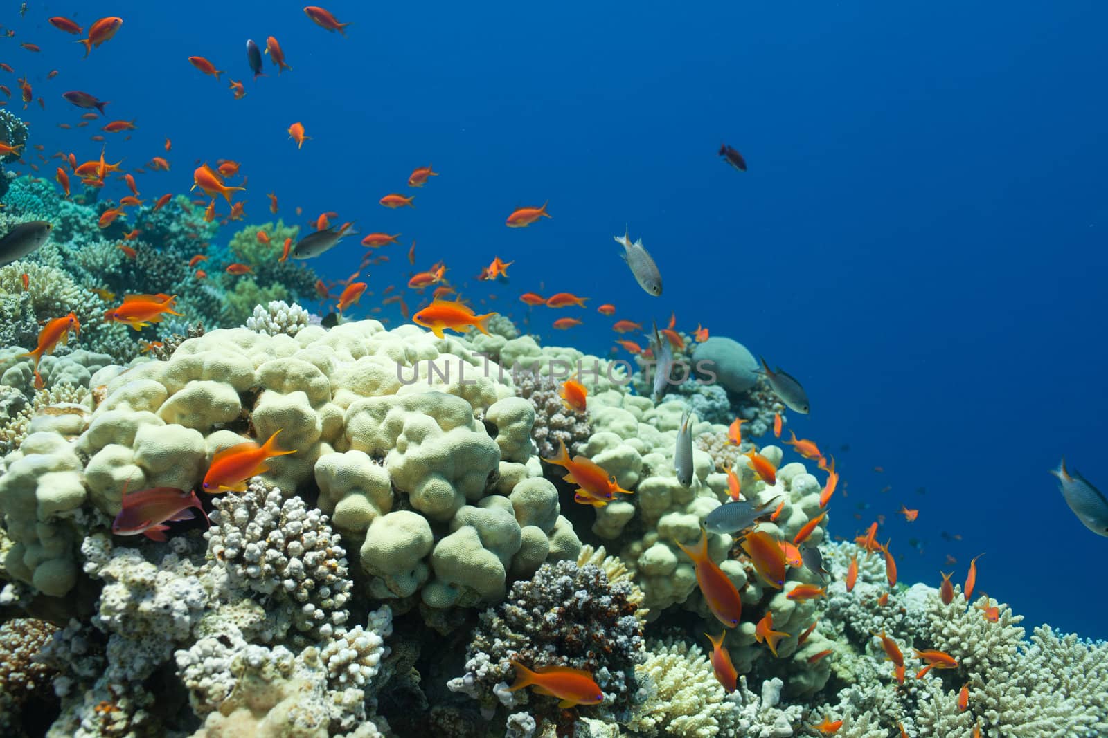 fish and corals in the sea by vsurkov
