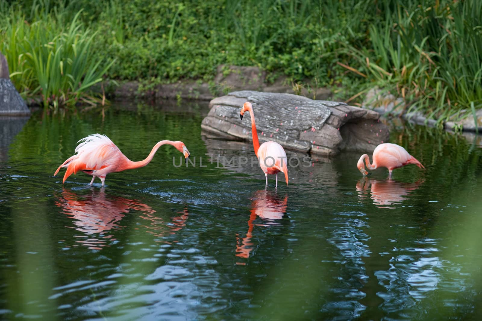 pink flamingo by vsurkov