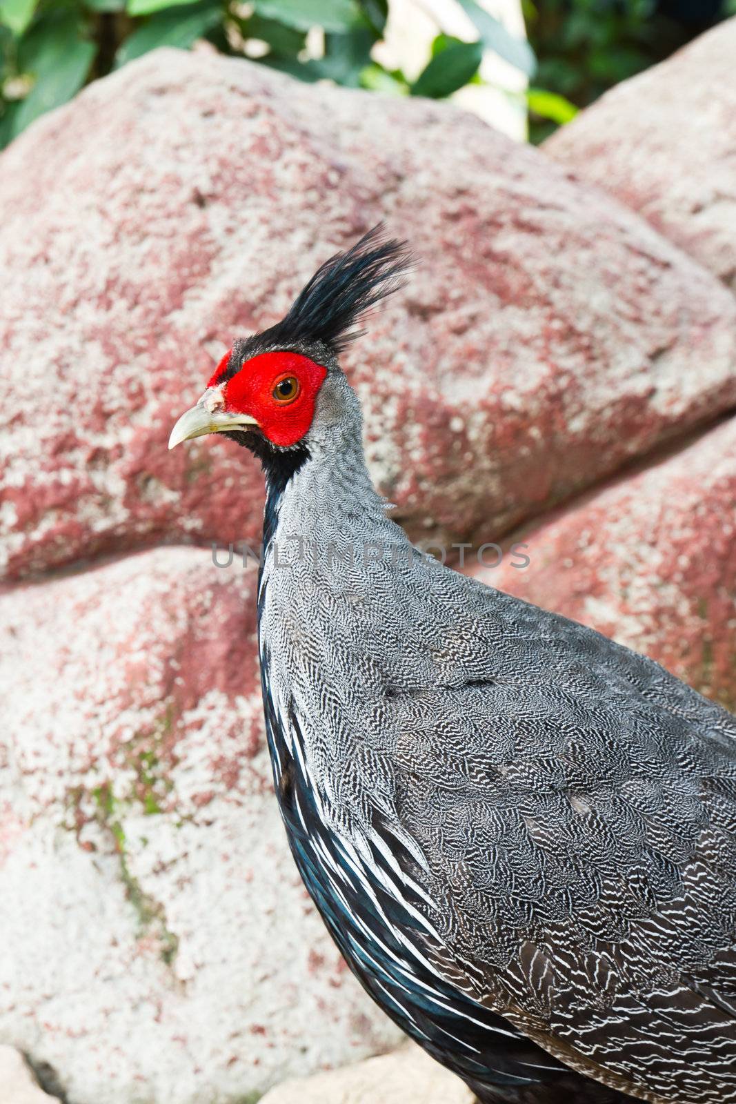 Silver pheasant  by stoonn