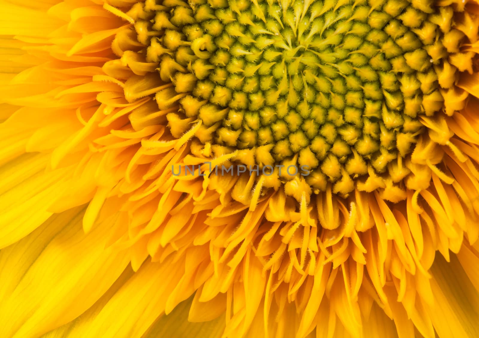 Sunflower by Suriyaphoto