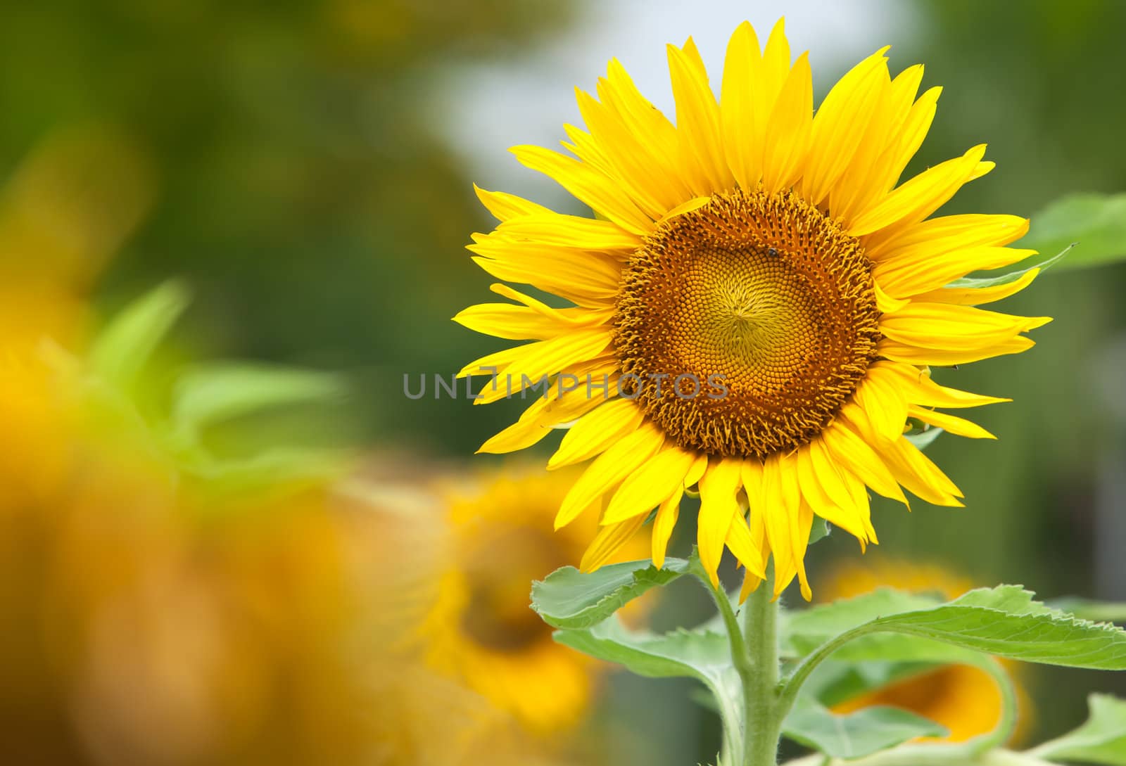 Sunflower by Suriyaphoto