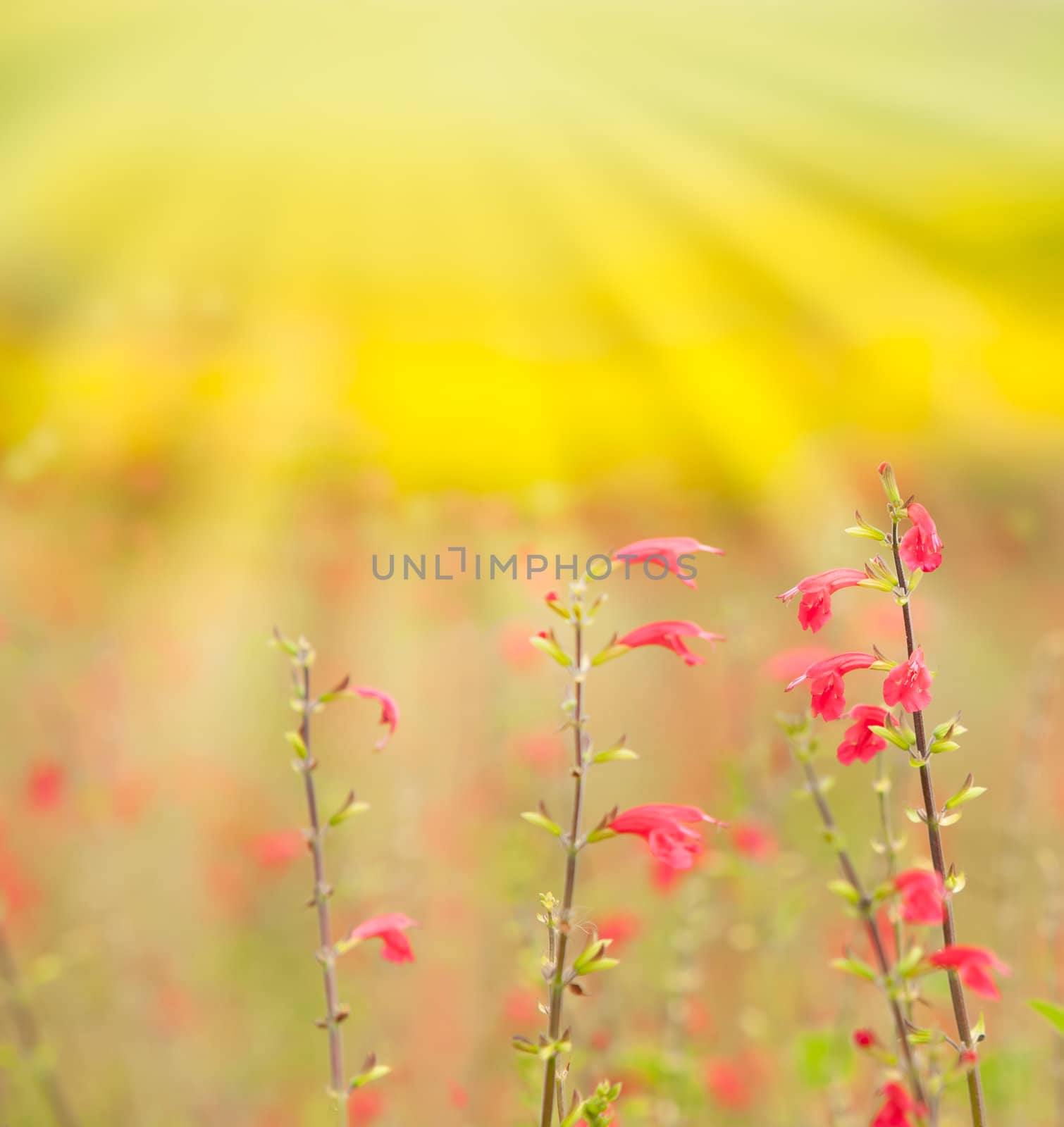 flowers background by Suriyaphoto