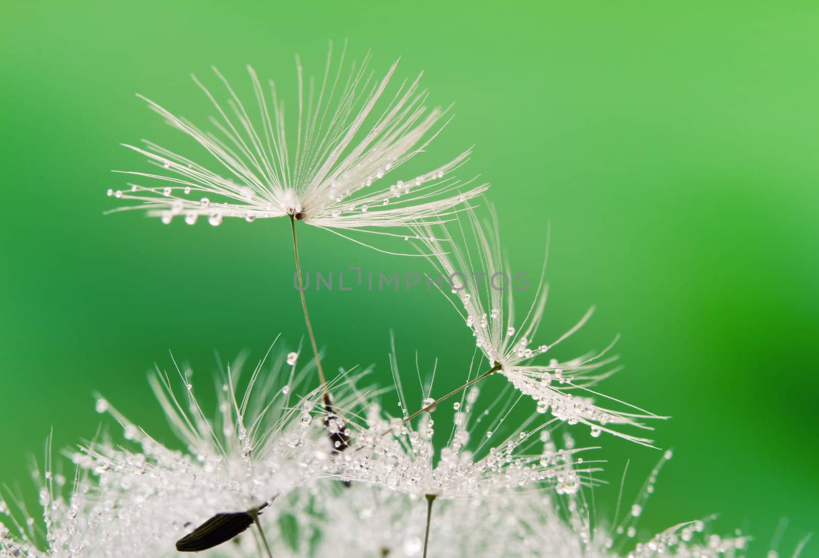 Close-up of wet dandelion seed with drops by Bedolaga