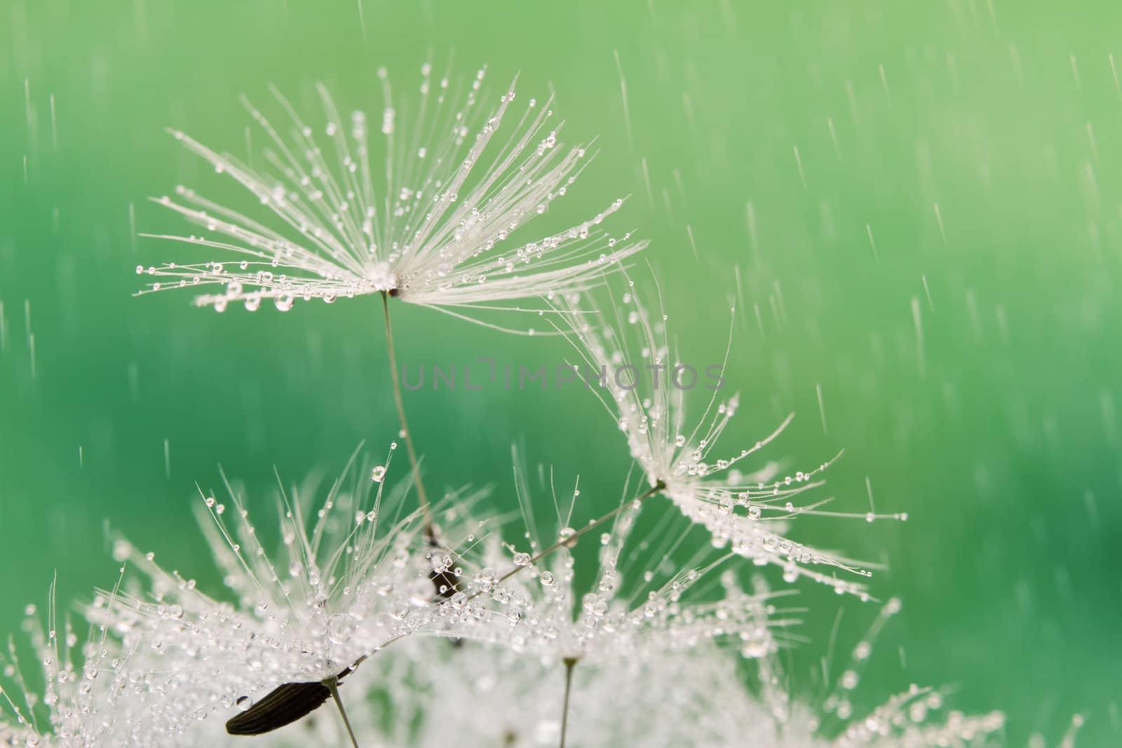 Close-up of wet dandelion seed with drops by Bedolaga