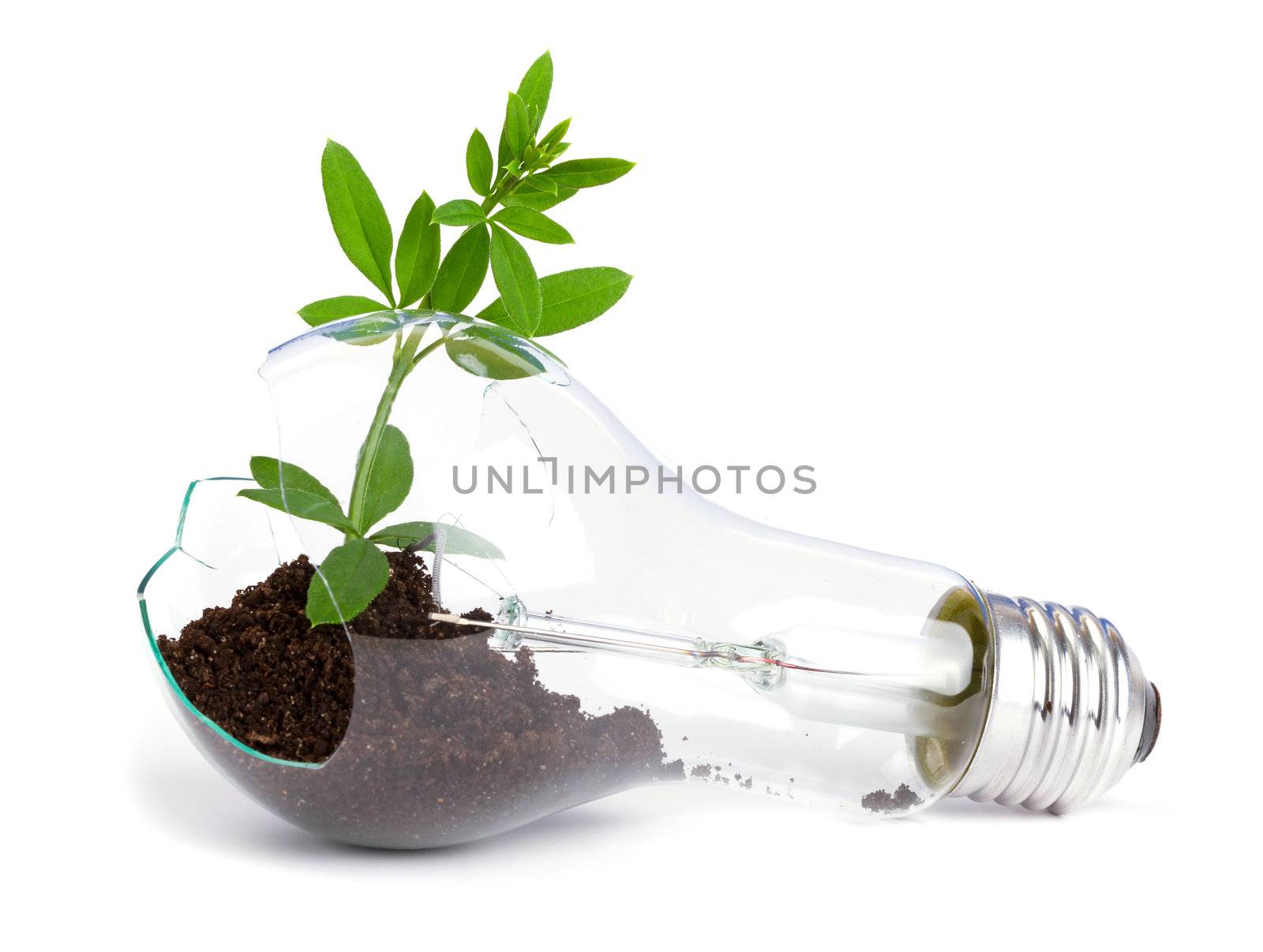 lightbulb with plant growing inside by Bedolaga