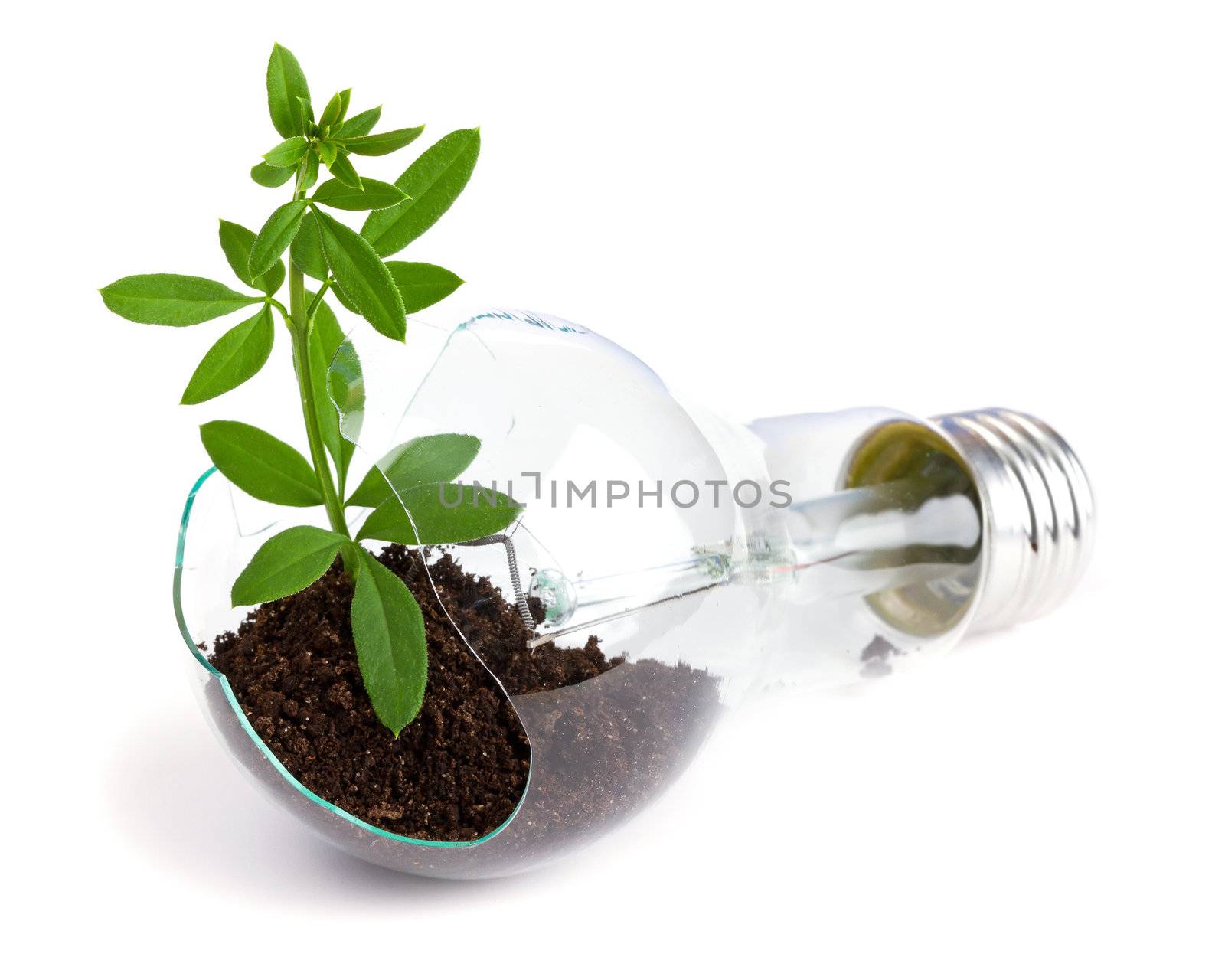 lightbulb with plant growing inside