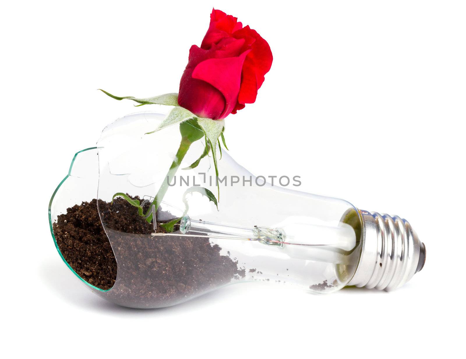 lightbulb with plant growing inside by Bedolaga