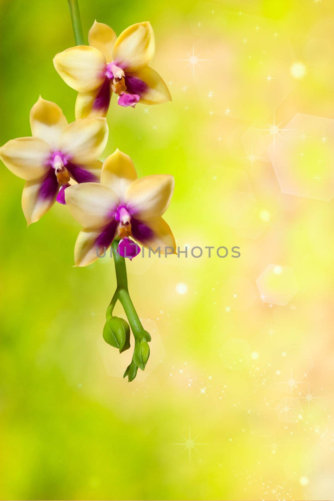 Orchid by Suriyaphoto