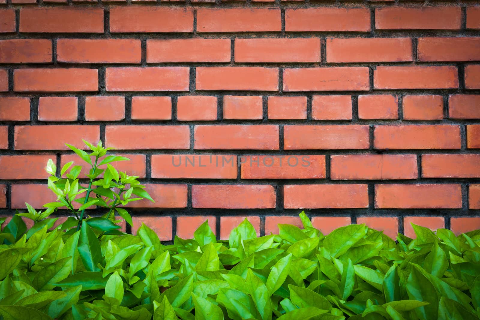 brick and leaves for your background by Suriyaphoto