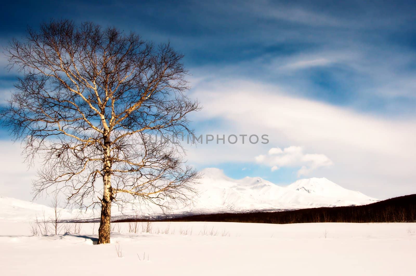 Magnificent winter landscape - a tree against a volcano