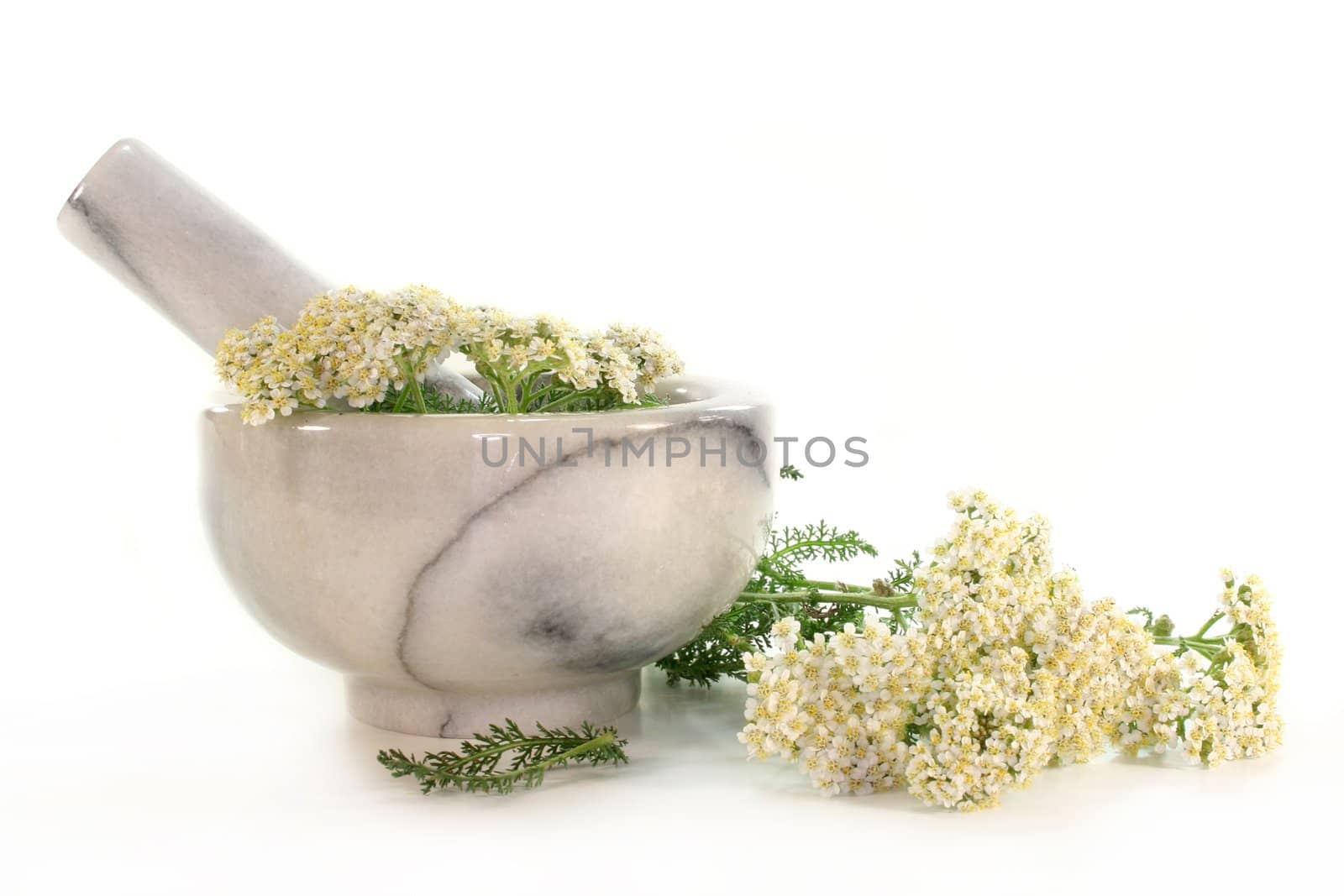 branches fresh yarrow in a mortar on white background
