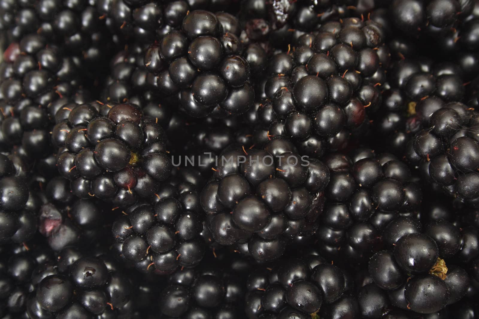 Group of blackberry - the abstract food background