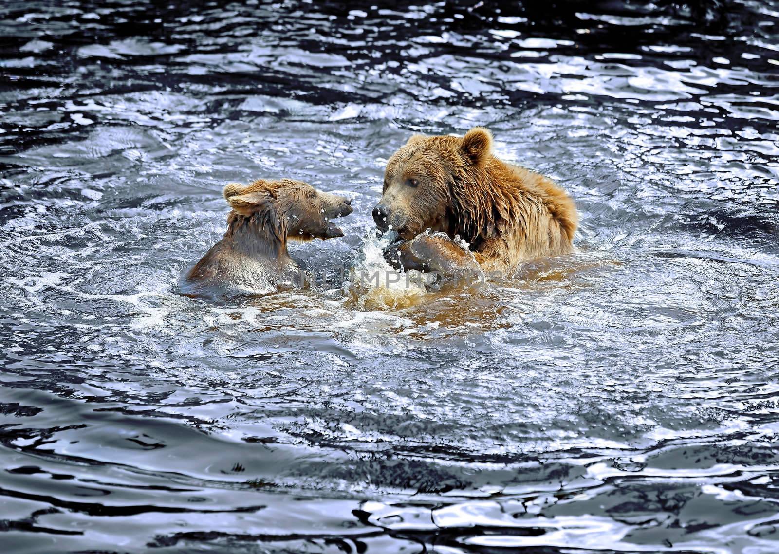 Mother and child bear playing in the water