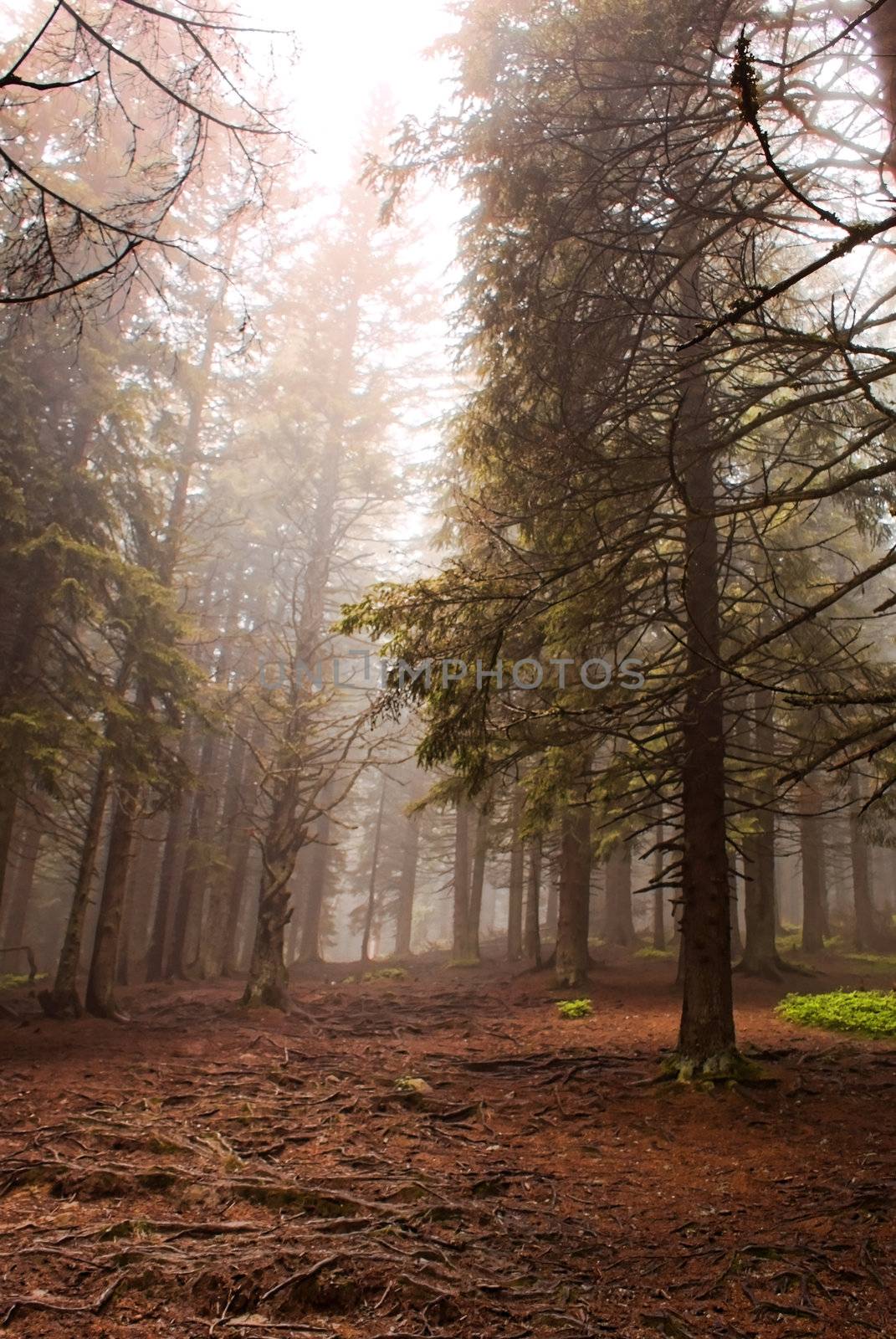 Forest in the morning