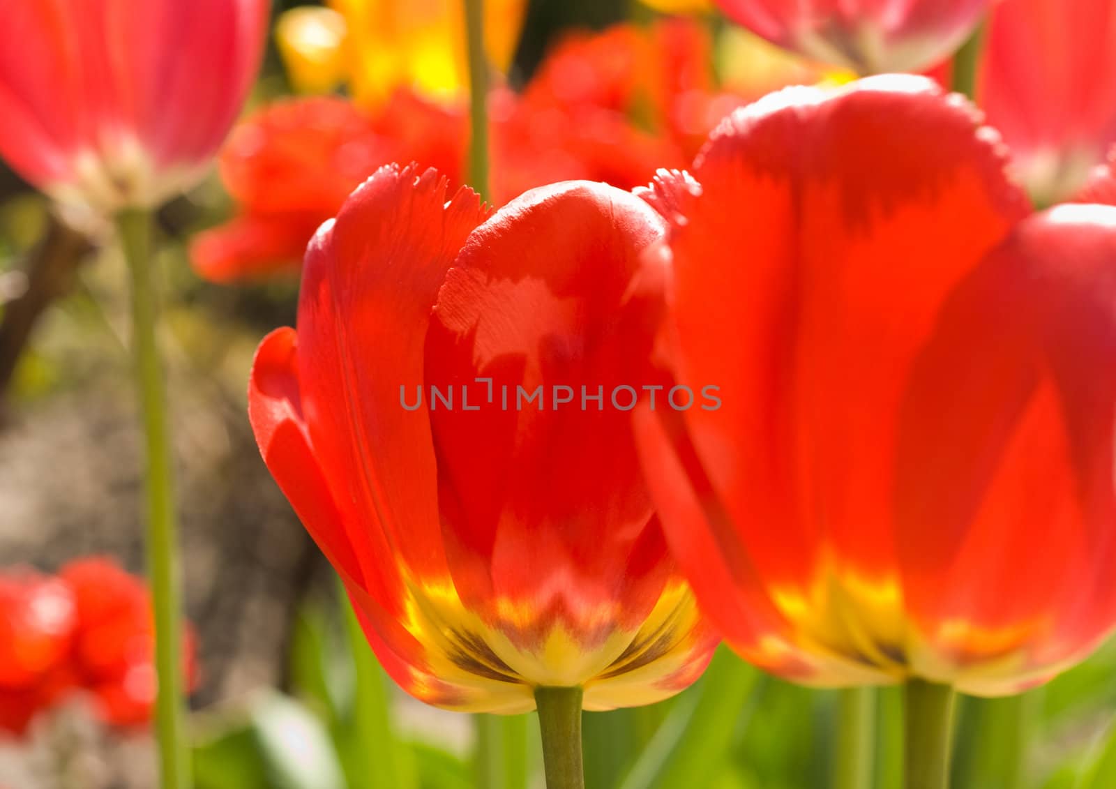 Bright Red Tulips in the garden. Spring comes