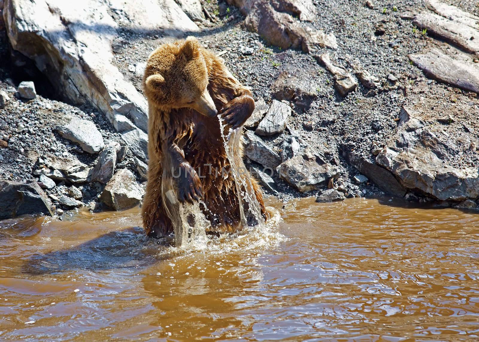 A brown bear washing in the waters