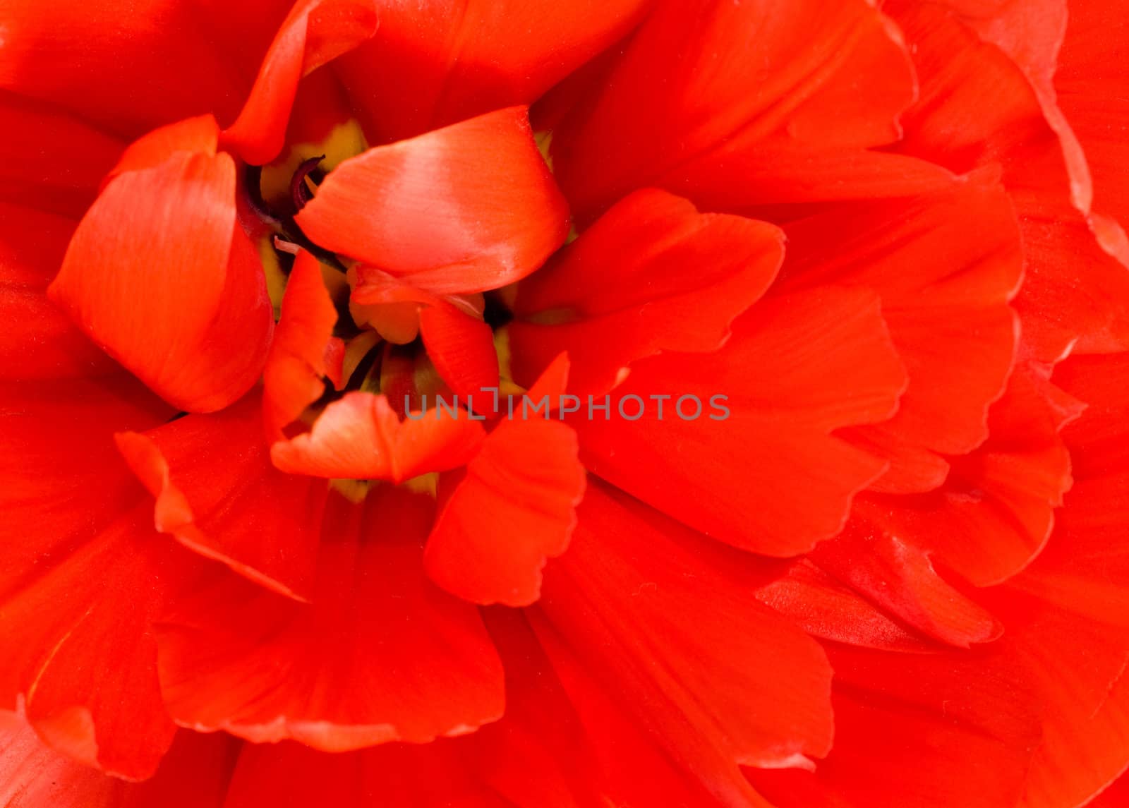 Flower. Macro of red tulip bud isolated on white