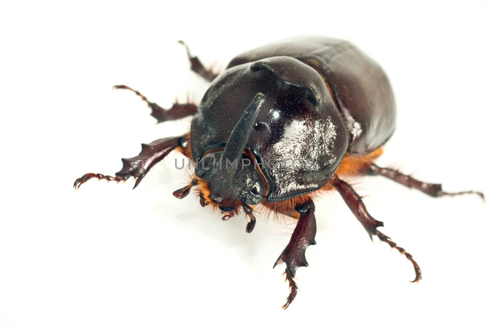 Macro of rhinoceros or unicorn beetle over white background (shallow DOF)