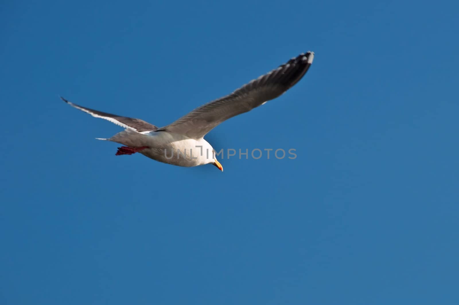 A seagull is gliding at the blue sky