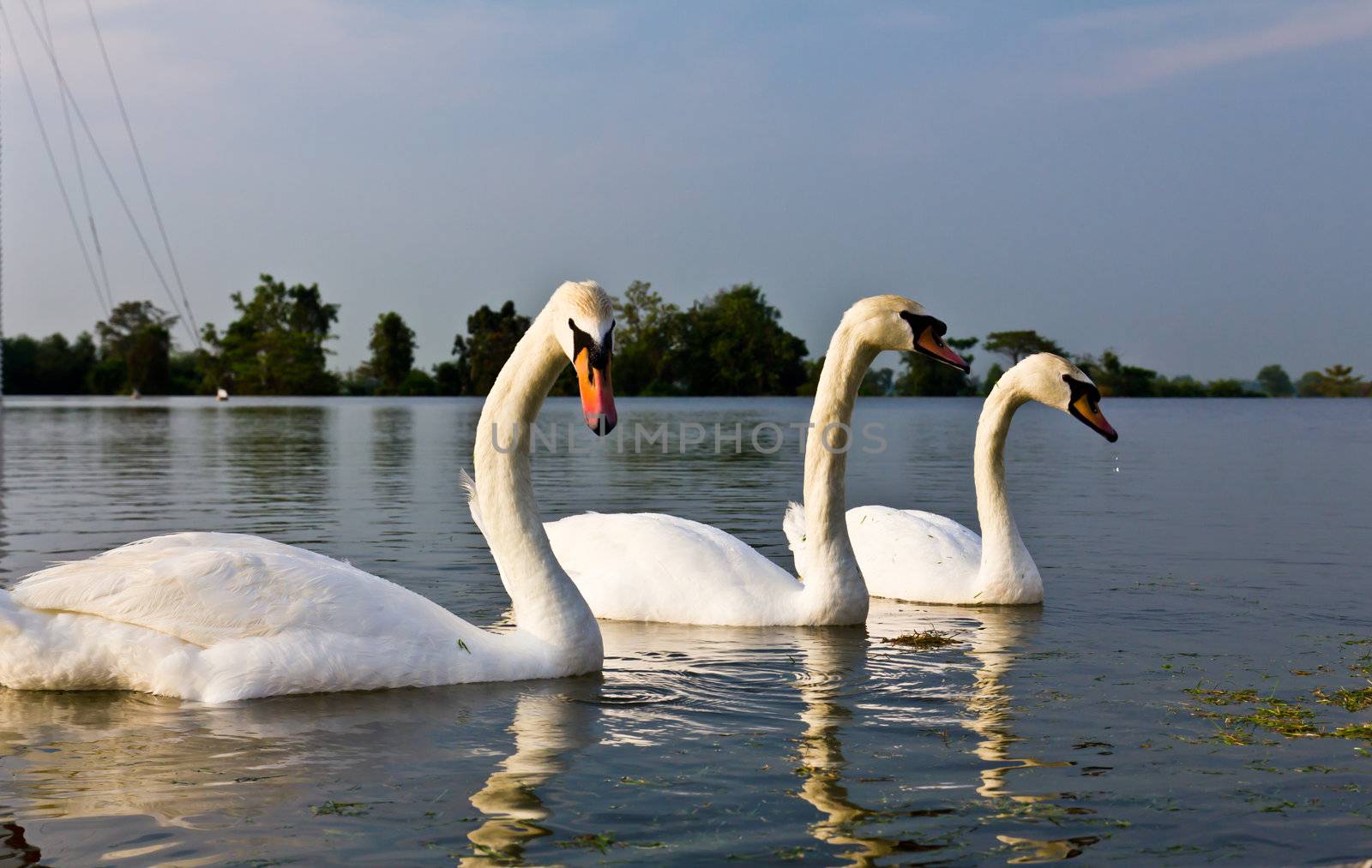 A pair of white swans swimming in a natural outdoor setting.