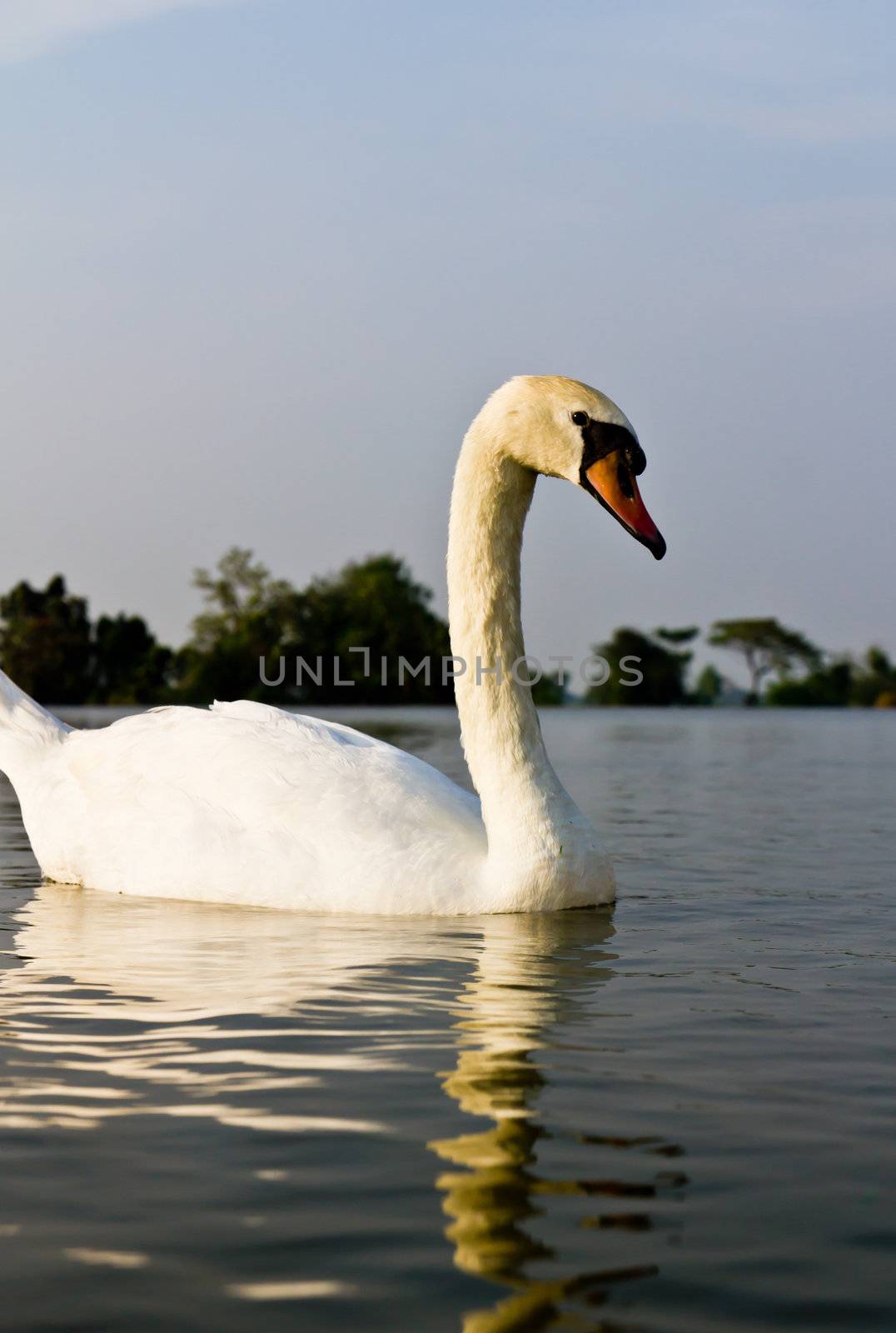 White swan in a lake at evening.