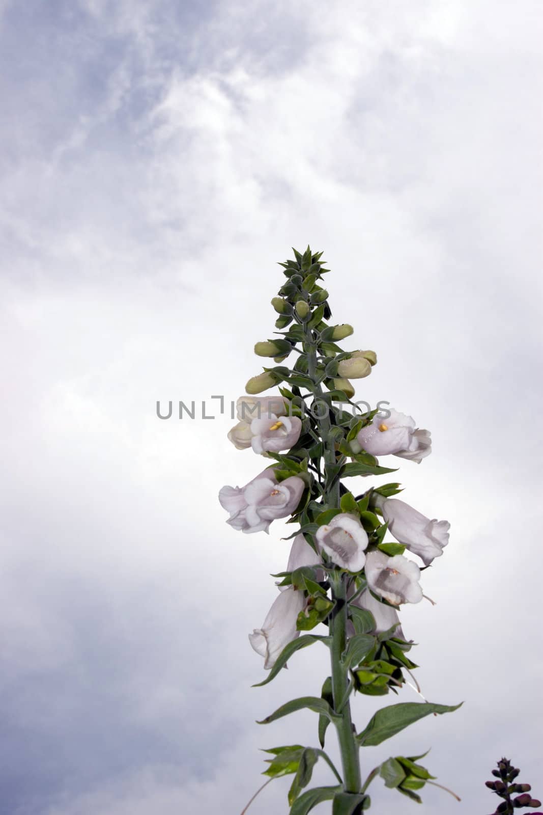 wild white foxglove flowers on a beautiful day with a cloudy blue sky background