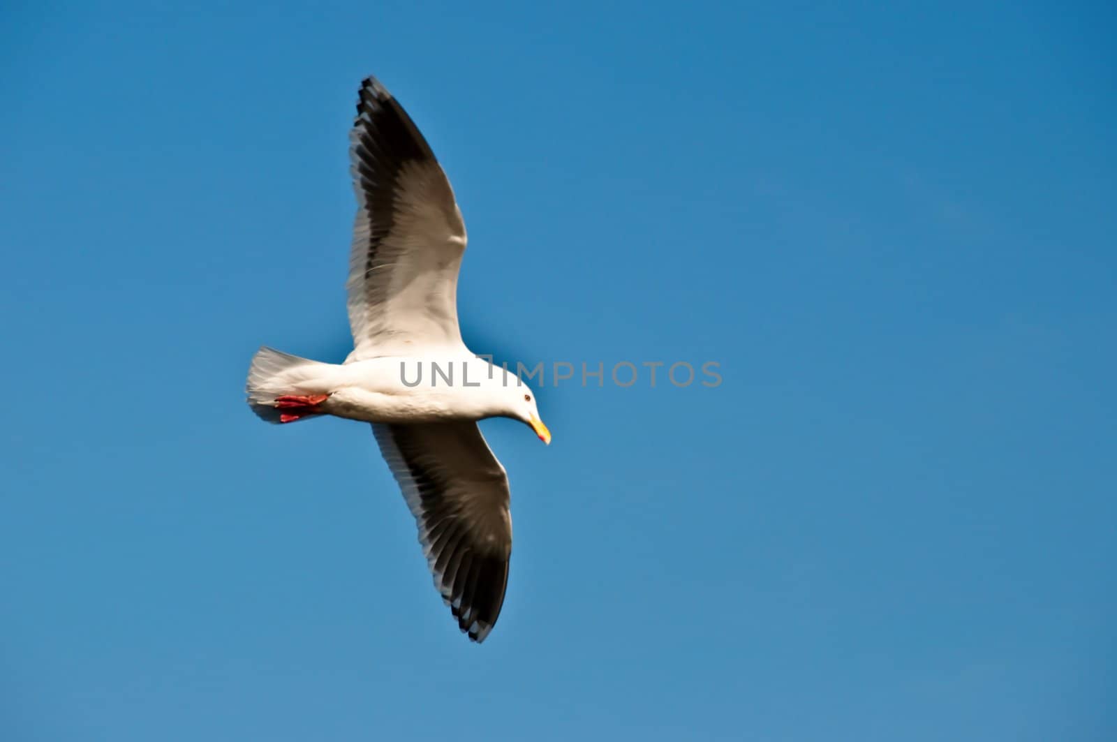 A seagull is gliding at the blue sky