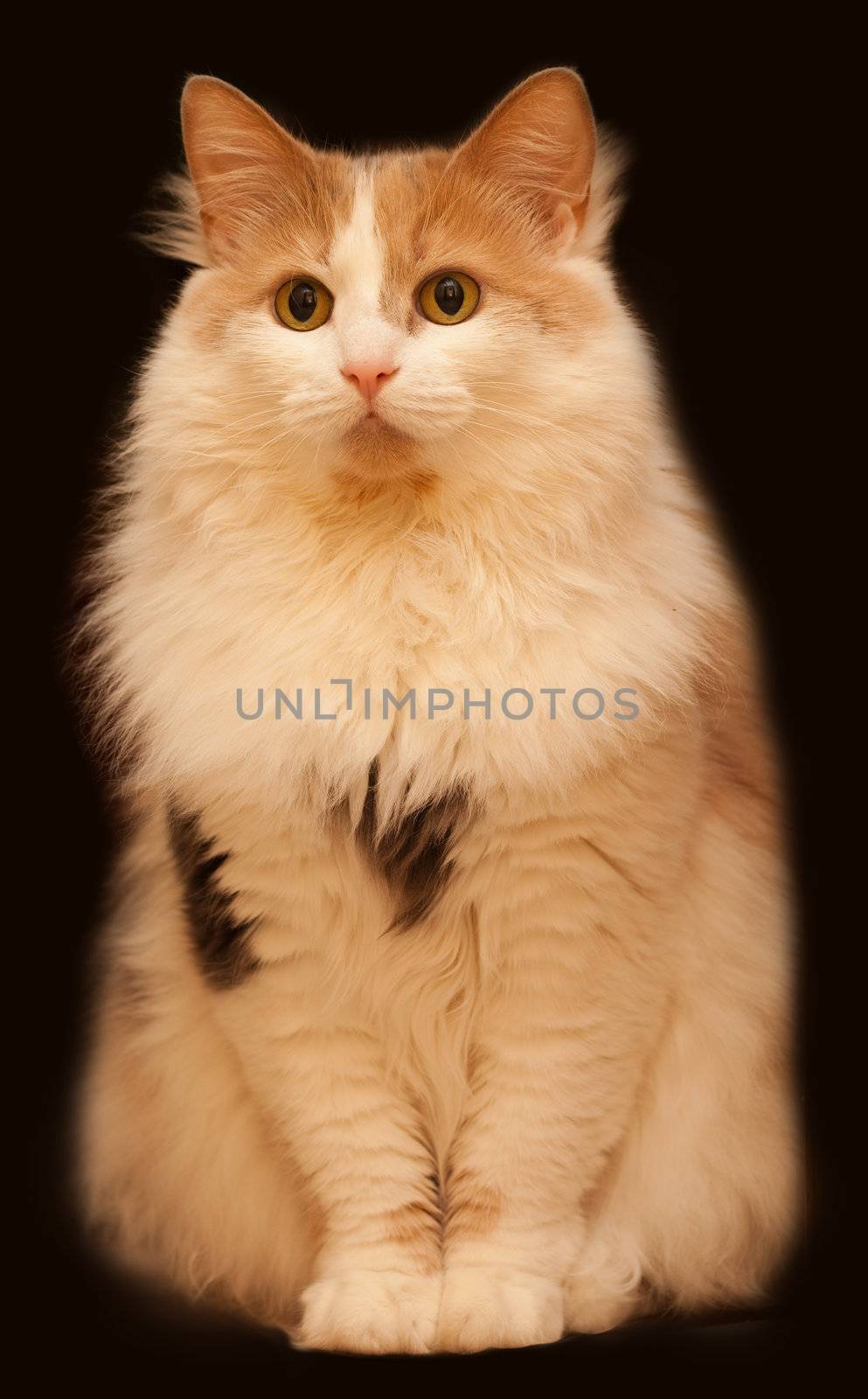 Ginger fluffy cat on a dark background