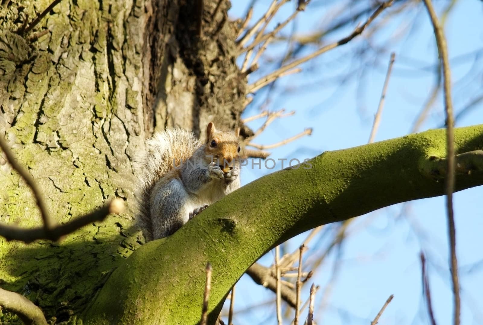 grey squirrel