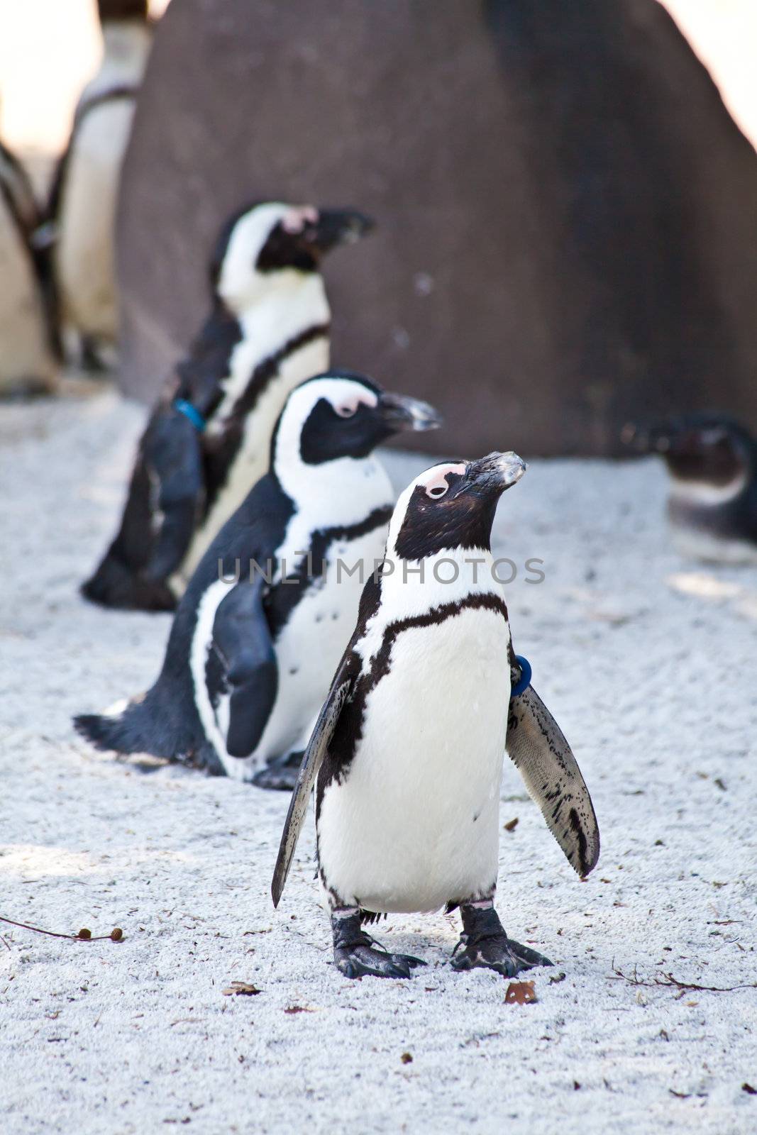 African Penguins are about 68cm in length, and weigh between 2.1 and 3.7kg. Spheniscus is a diminutive of the Greek word spen, meaning a wedge, which refers to their streamlined swimming shape, while demersus is a Latin word meaning plunging.
