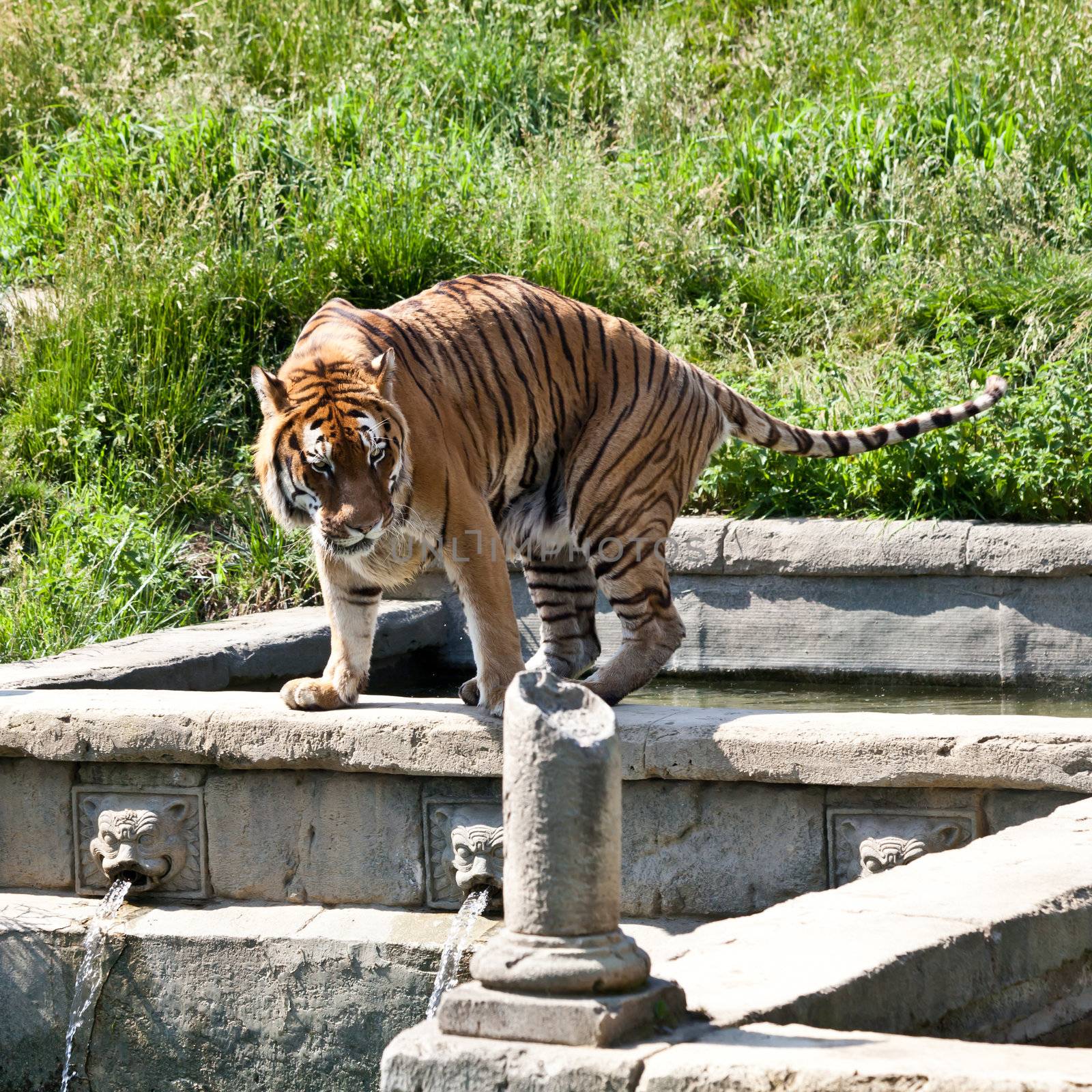 The tiger (Panthera tigris), a member of the Felidae family, is the largest of the four "big cats" in the genus Panthera. The tiger is native to much of eastern and southern Asia, and is an apex predator and an obligate carnivore.