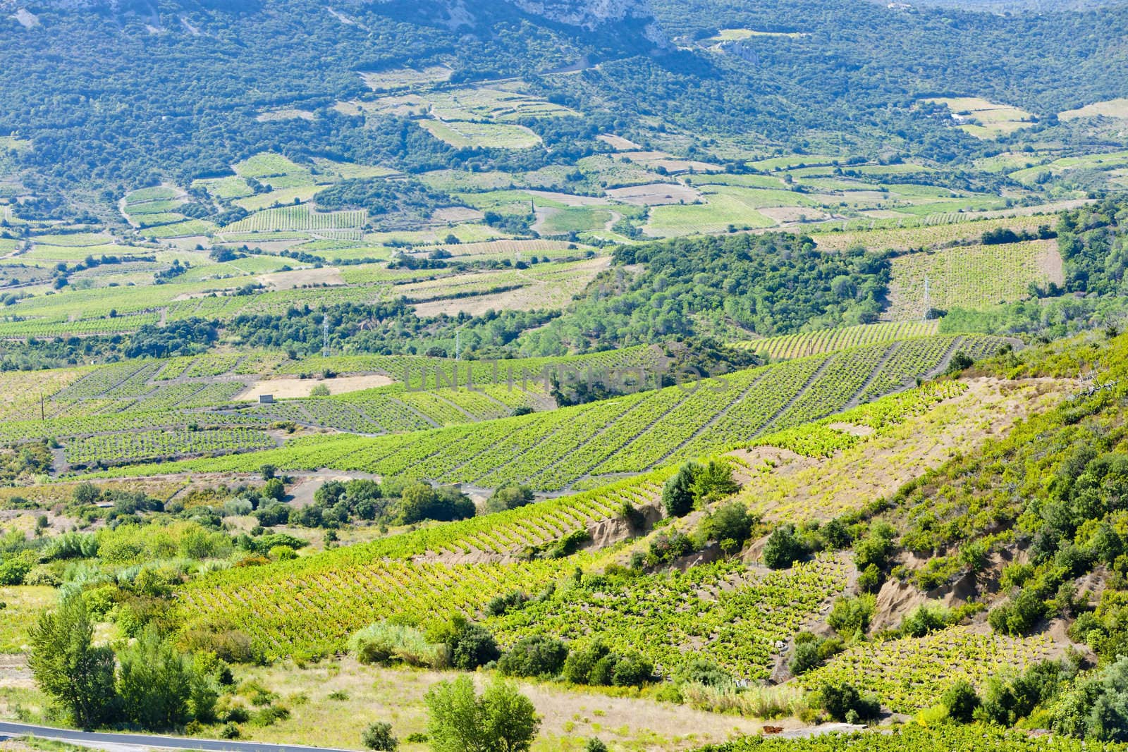 vineyars in Languedoc-Roussillon, France