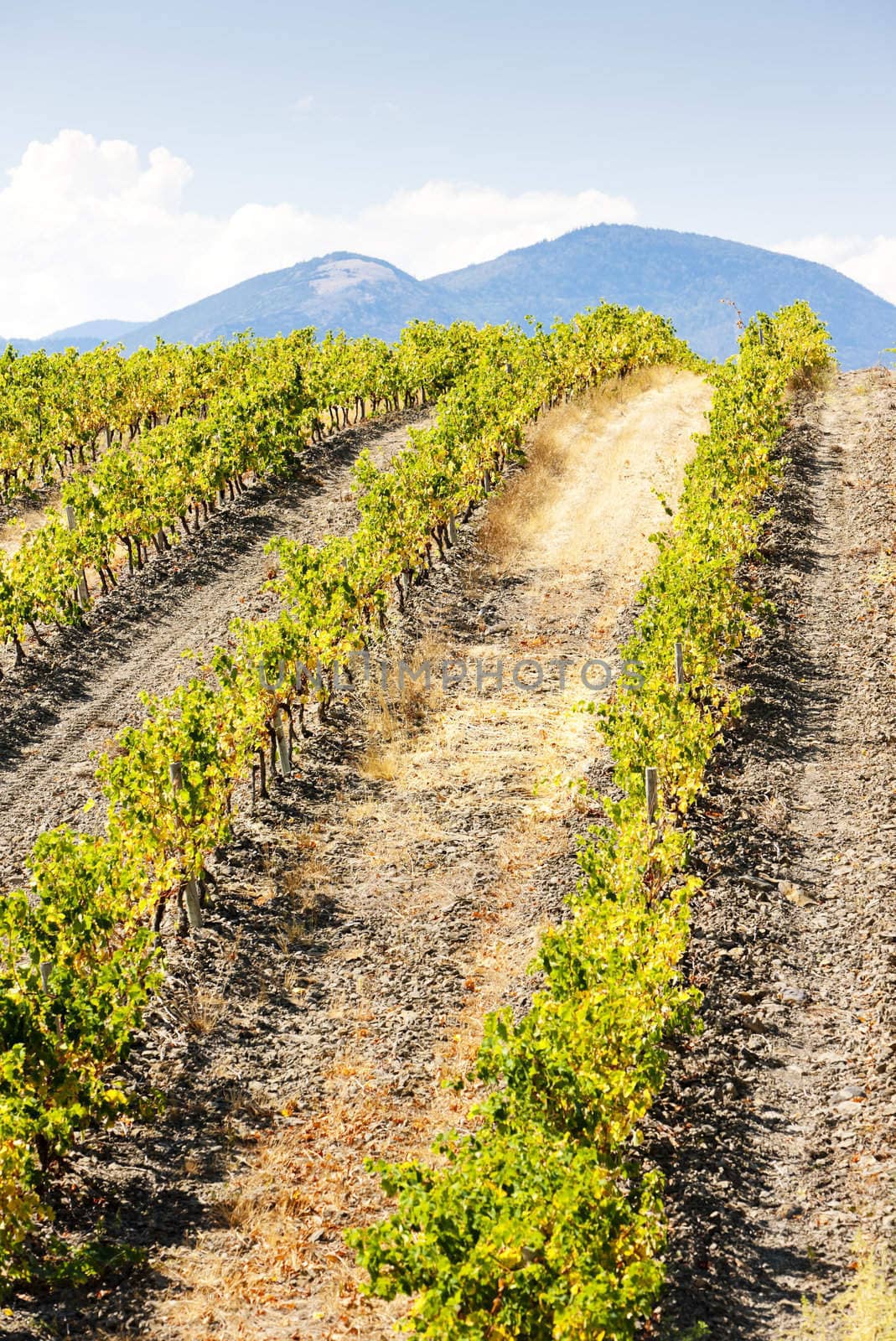 vineyars near Saint-Paul-de-Fenouillet, Languedoc-Roussillon, France
