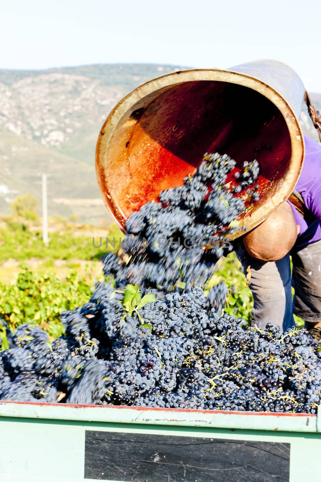 wine harvest in Fitou appellation, Languedoc-Roussillon, France
