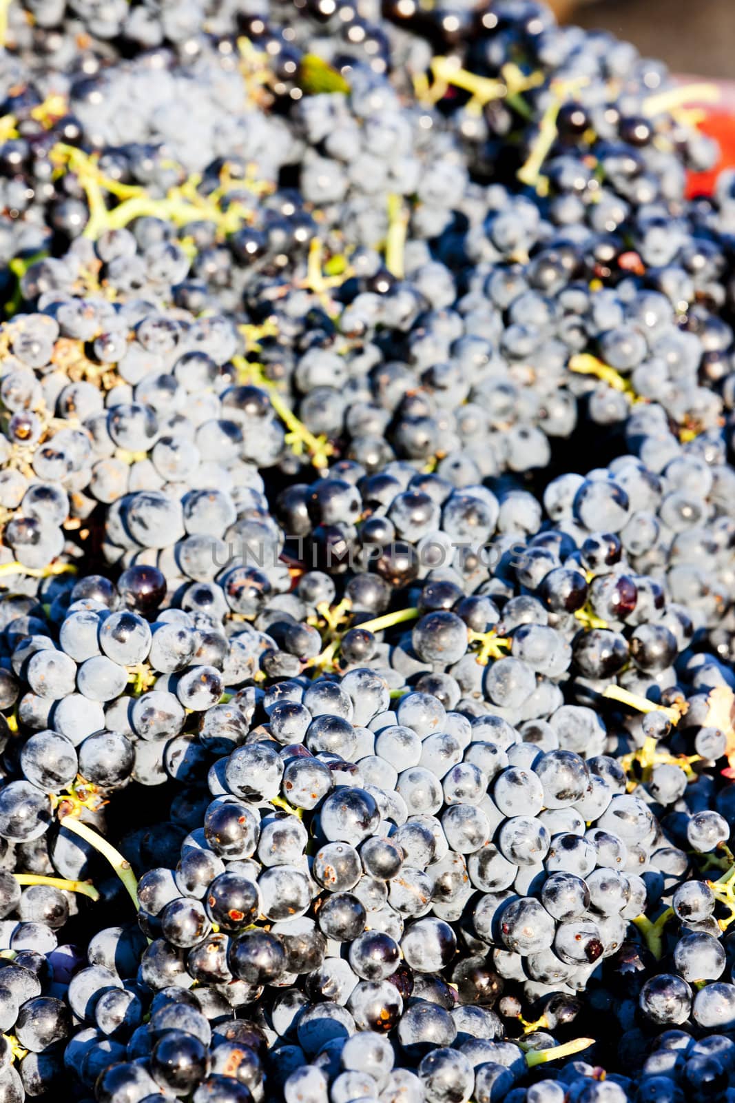 wine harvest in Fitou appellation, Languedoc-Roussillon, France