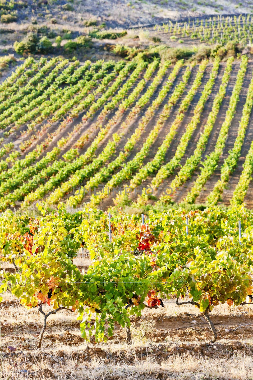vineyars near Tautavel, Languedoc-Roussillon, France