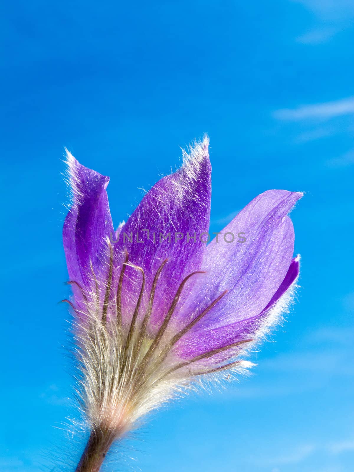 Pasque Flower close-up against blue sky by PiLens