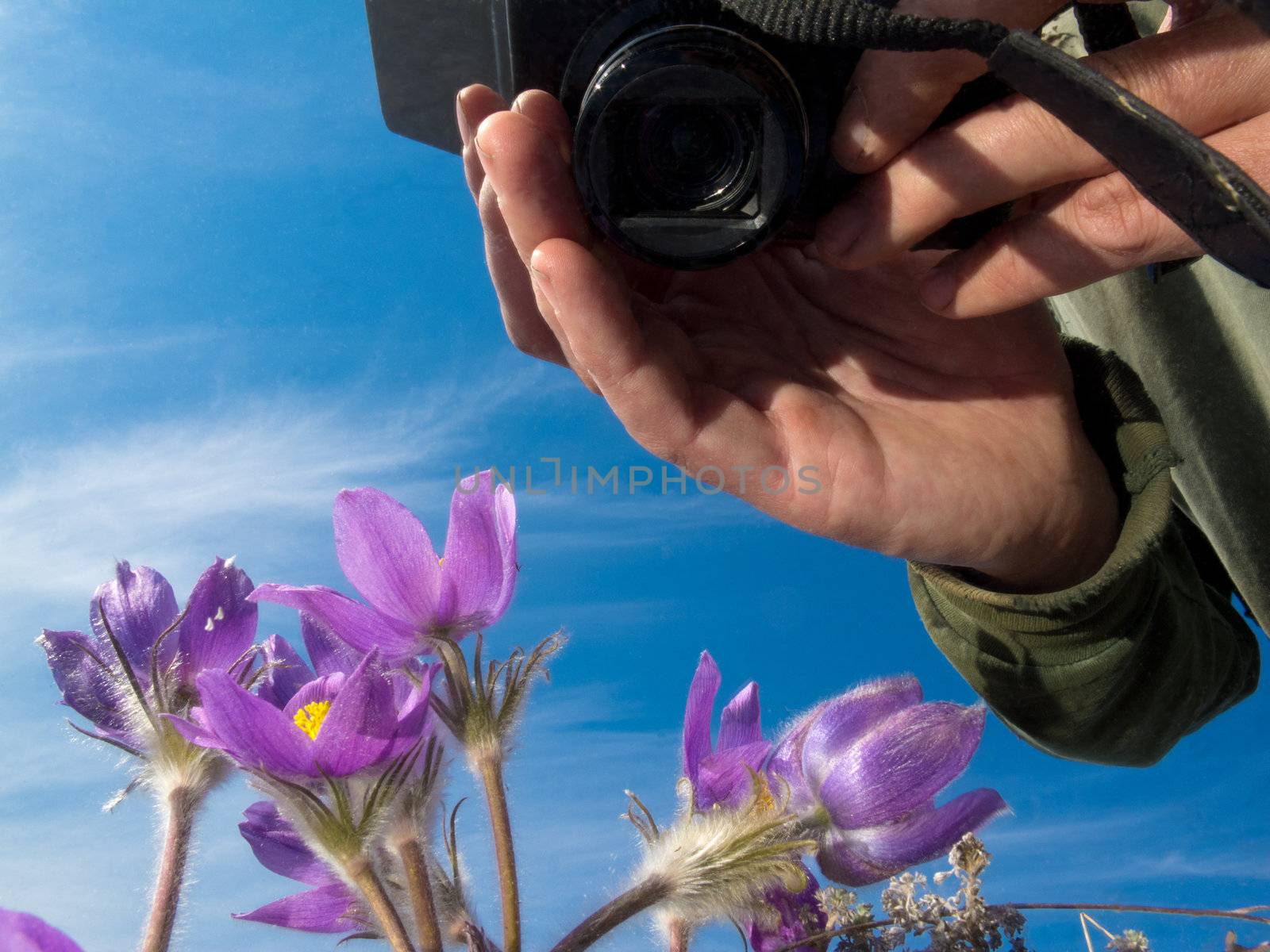 Photographer taking close-up pictures of blooming Pasque Flowers (Pulsatilla patens) with digital camera.