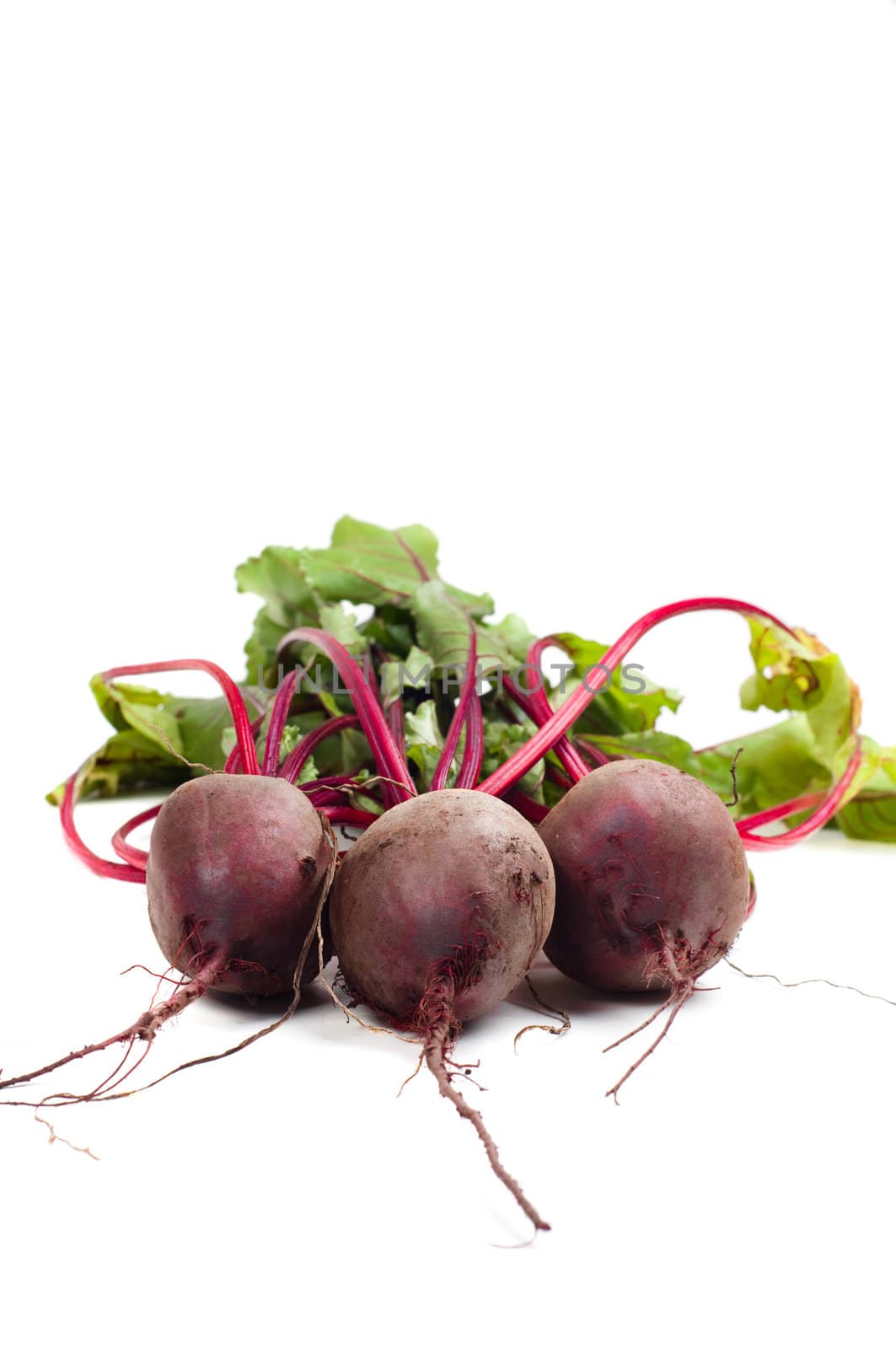 Shot of young beet isolated on white